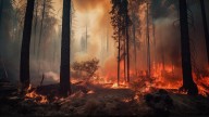Imágenes impactantes de los incendios de España: miles de hectáreas arrasadas y evacuaciones masivas