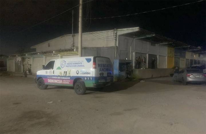 Clausuran crematorio clandestino de perros