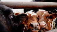 Webinar to discuss immigration enforcement for Iowa livestock and dairy producers