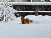 Study: What are the most popular dog breeds in Denver?
