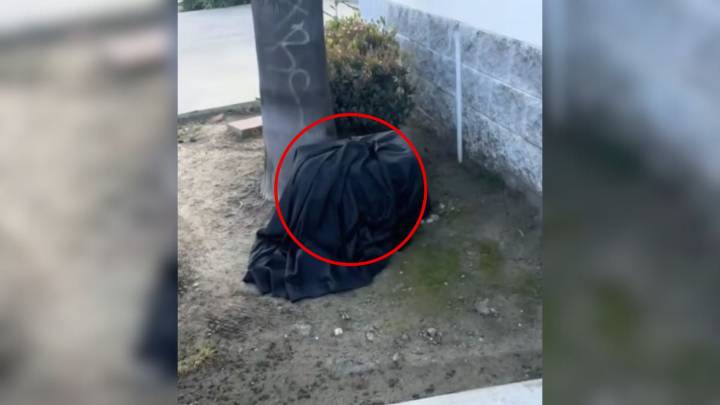 California Shelter Staff Discover Who Was Curled Up Beneath A Soaked Blanket