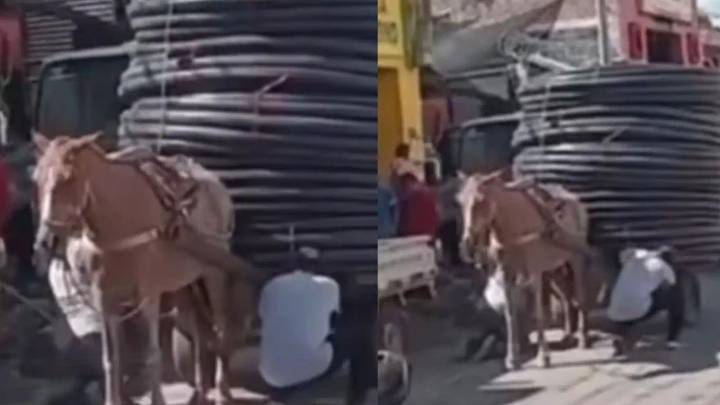 Denuncian maltrato en Huila: caballo obligado a cargar toneladas de peso de materiales
