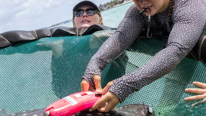 New way to track elusive stingrays, their never