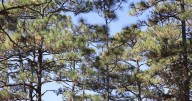 Private ownership of forests and land reduces wildfires