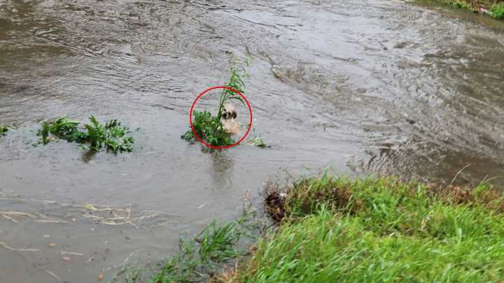 Texas Bystander Was In Disbelief After Witnessing A Furry Animal Peeking Out From A Bayou And Asking For Help