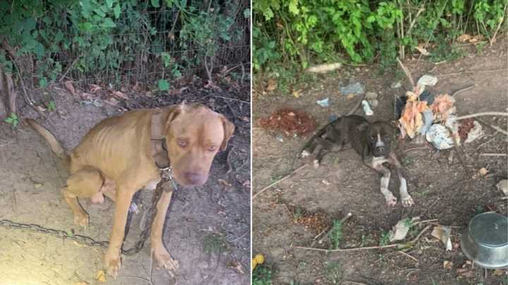 Louisiana Deputies Discover Two Dogs Living In Unimaginable Neglect