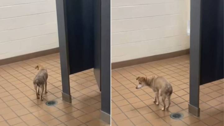 Ohio Teacher Brought Her Blind And Deaf Pup To School, Never Expecting The Trouble That Would Follow