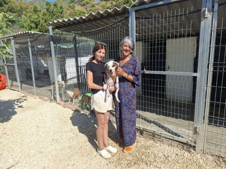 Ayuntamiento y Fidelio se marcan como objetivo que los animales sean adoptados en un año