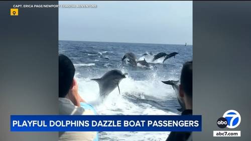 Pod of about 100 dolphins dazzle OC boat passengers