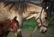 World's first gene-edited horses are shaking up the genteel sport of polo