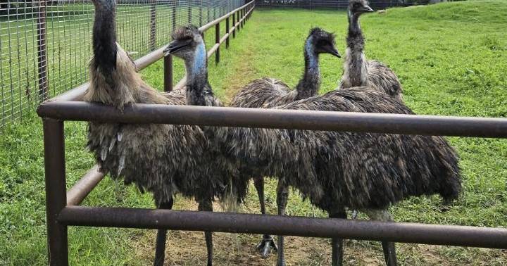 Emu herd now calls David Traylor Zoo home
