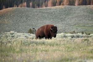 Bison herds ‘reawaken’ Yellowstone’s prairies