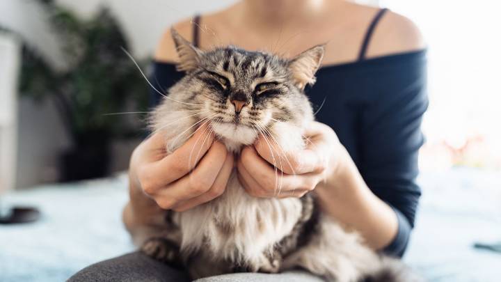 Why Doesn't My Cat Purr, Even When It's Happy?