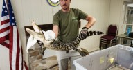 Florida man who captured alligator in Pennsylvania lake will bring reptile to his sanctuary