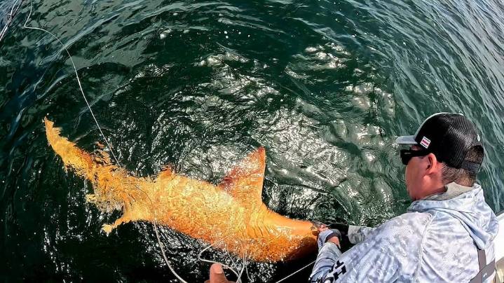 El mar no deja de sorprendernos: el inusual tiburón naranja que apareció en Costa Rica