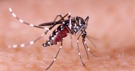 Las Vegas' growing mosquito problem is 'a ticking time bomb'