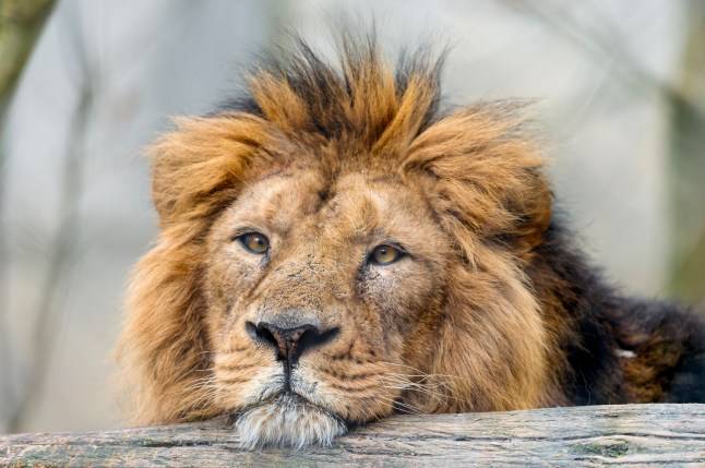 Danish zoo asks owners to donate unwanted animals to feed to predators