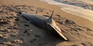 Great Hammerhead Shark found dead in Carolina Beach