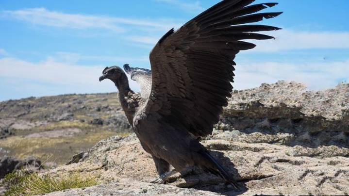 Cuáles son las 8 especies animales declaradas "Monumento Natural provincial" en Córdoba