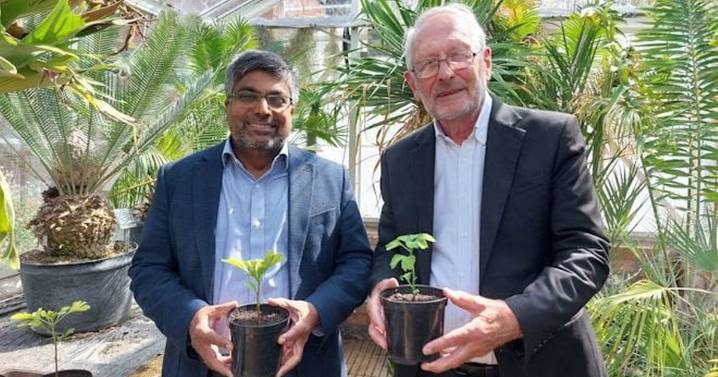 Hiroshima tree seeds take root in Leicester eight decades after atomic bomb attack