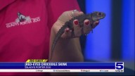 Zoo Guest: Red-eyed crocodile skink