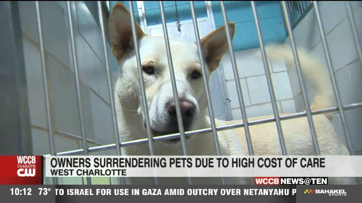 Petflation is forcing pet owners to surrender their animals