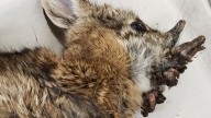 Rabbits with ‘horns’ in Colorado are being called ‘Frankenstein bunnies.’ Here’s why