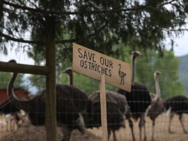 B.C. ostrich farm plans on Supreme Court of Canada appeal to stop cull