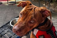 She Went to the Shelter Just to Look, Then a Shy Puppy Changed Everything (Exclusive)