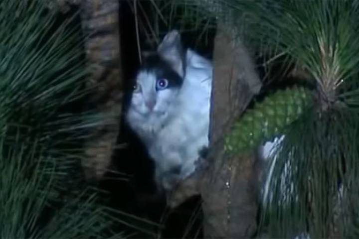 Man Tries to Rescue Cat from California Tree, Firefighters End Up Saving Him