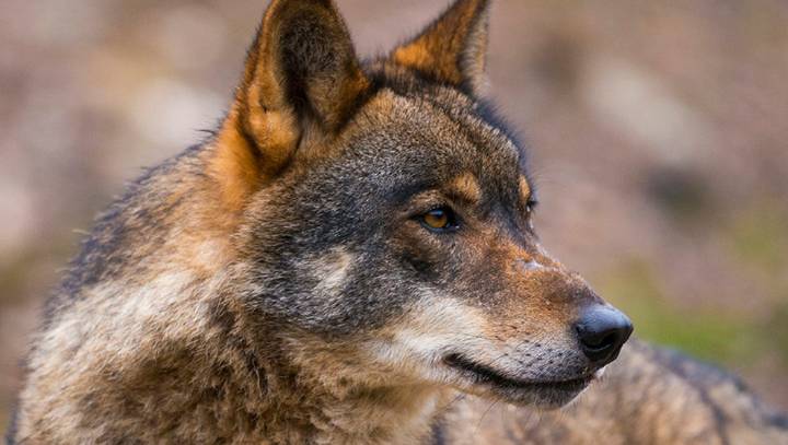 Cantabria pedirá personarse en el recurso del Defensor del Pueblo para "defender" el plan del lobo