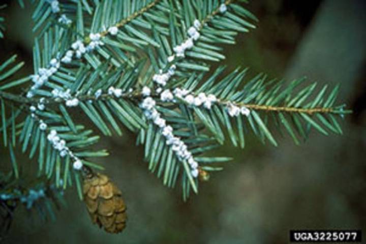 Hemlock woolly adelgid invades Lake Champlain, Great Sacandaga Lake