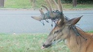 Spot this deer? What Bergen residents should do next