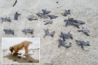 Stray dog kills 23 baby sea turtles after they hatched on Florida beach
