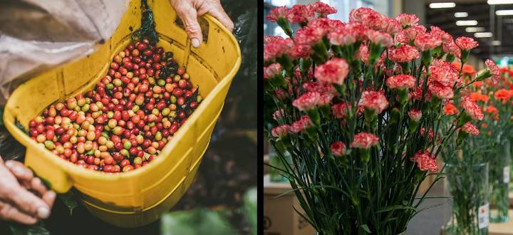 Exportaciones del agro colombiano crecieron 35% en junio 2025