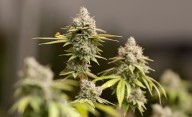 Trump considers marijuana reclassification, potentially paving way for medical cannabis in Tennessee