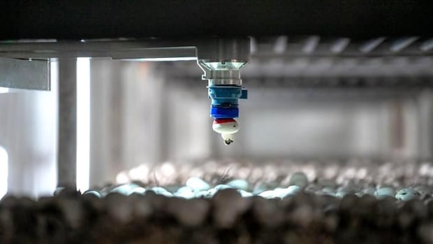 B.C. mushroom picking robots get $40M boost to fill growing agricultural labour shortage