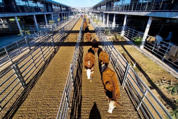 Vacunos. Comenzó la semana con leves alzas en el Mercado Agroganadero de Cañuelas