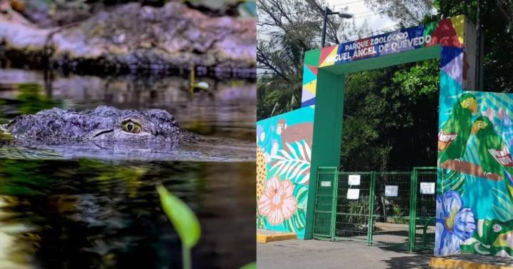 ¿Se robaron un cocodrilo de un zoológico en Veracruz?