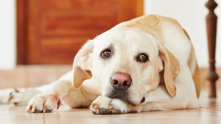 Ni atarlo ni gritarle: este es el peor error que podés cometer con tu perro, según un experto