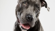 Meet the most popular dog breed in Ohio, no longer the German shepherd