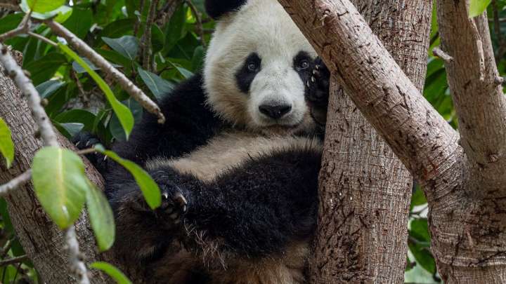 It’s been one year since the Giant Pandas arrived at the San Diego Zoo