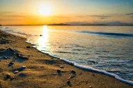 Over 20 WA Beaches Shut Down for Poisonous Shellfish Harvesting