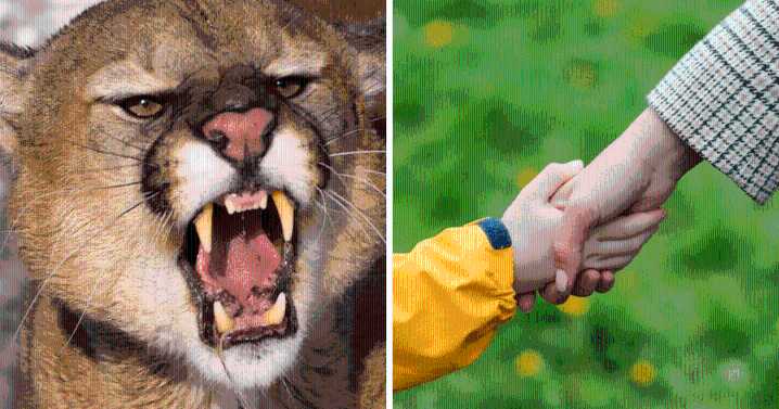 Madre enfrenta a puma con puñetazos para salvar la vida de su hijo en USA