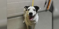 Meet Sage, a sweet gal looking for her fur