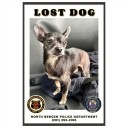 Small dog found near Riverside Place as North Bergen police search for owner