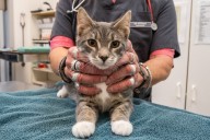 B.C.'s veterinary college says it risks insolvency in 2026 if fees don't increase