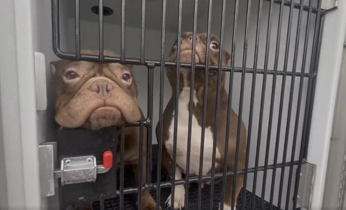 35 animals, 3 children found living in 'deplorable' conditions; parents arrested