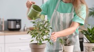 No lo hagas por la noche: esta es la mejor hora del día para regar tus plantas