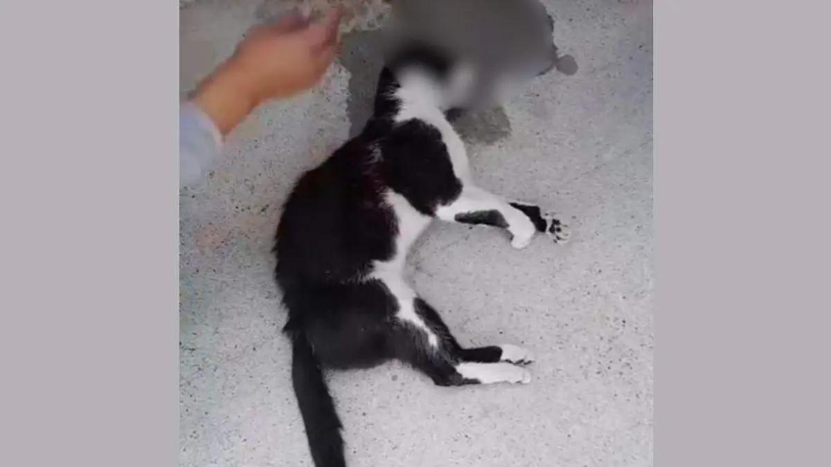Denuncian envenenamiento de gatos en La Virgen; exigen investigación